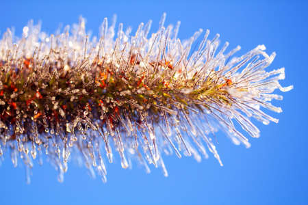 Ice covered plant. Rain and frost, accumulation of ice on plants and trees. Dangerous weather conditions. Wonderful winter background. Macro.の写真素材