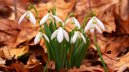 snowdrops. The first spring flowers. rare plant. selective focus.の写真素材