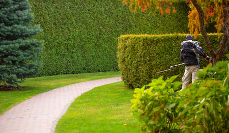 A professional gardener takes care of the topiary garden.の写真素材