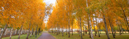 Bright yellow red and orange trees in the autumn park. The alley is paved. Wonderful autumn landscape.の写真素材