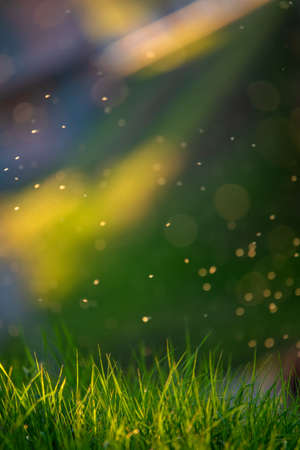 Young succulent grass. Abstract natural background. selective focus.の写真素材