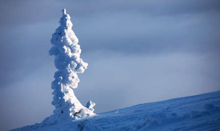 winter mountain landscape. Fully covered with snow tree on top of the mountain.の写真素材