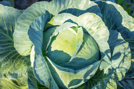 Fresh green juicy cabbage in the garden. natural backgroundの写真素材