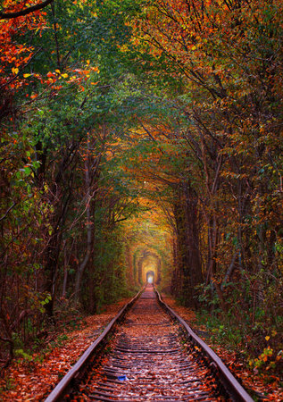 Railway in the woods. Tunnel of trees over the railway. Favorite place for walks of couples in love....