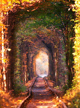 Railway in the woods. Tunnel of trees over the railway. Favorite place for walks of couples in love. autumn landscape.の写真素材