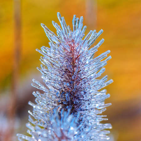 Morning frost on the grass. Hoarfrost on winter wheat crops. Damage to crops by early frosts. Autumn or spring background.の写真素材