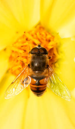 Hoverfly Syrphidae is a useful garden insect on a yellow flower. selective focus, macro.の写真素材