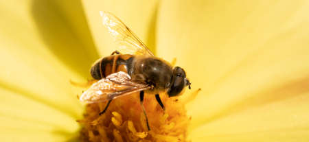 Hoverfly Syrphidae is a useful garden insect on a yellow flower. selective focus, macro.の写真素材