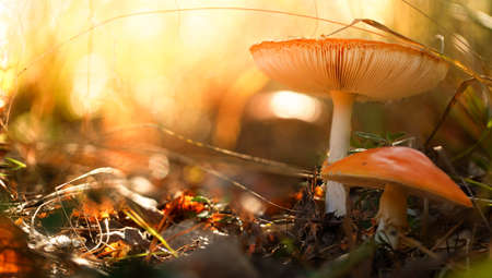 Amanita a large beautiful red mushroom with a white stalk, on a background of autumn forest. Selective focus. Bright autumn background.の写真素材