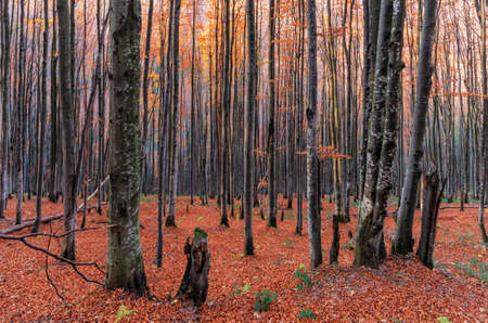 Autumn forest with bright colorful trees top view. Natural background or texture.の写真素材