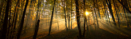 Wonderful autumn landscape. The rays of the sun in a brightly colored blurred autumn forest. Natural background.の写真素材