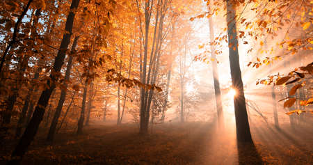 Wonderful autumn landscape. The rays of the sun in a brightly colored blurred autumn forest. Natural background.の写真素材