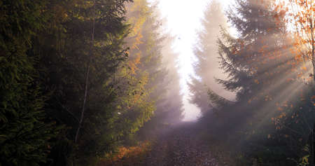 Wonderful autumn landscape. The rays of the sun in a brightly colored blurred autumn forest. Natural background.の写真素材