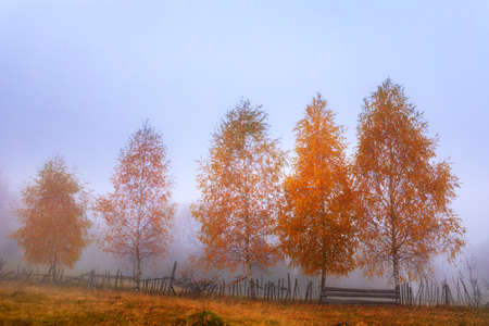 Autumn mountain landscape of four yellow birches on a background of morning fog.の写真素材