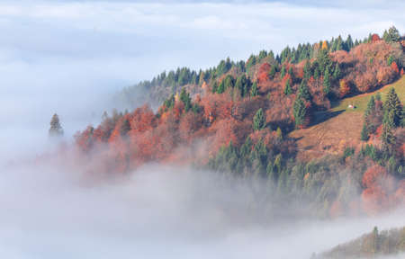 Alpine autumn deciduous forest above clouds Drone view.の写真素材