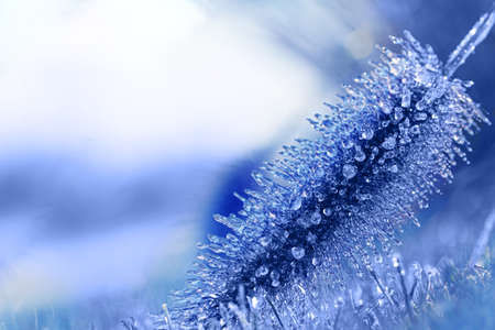 Morning frost on the grass. Hoarfrost on winter wheat crops. Damage to crops by early frosts. Autumn or spring background.の写真素材