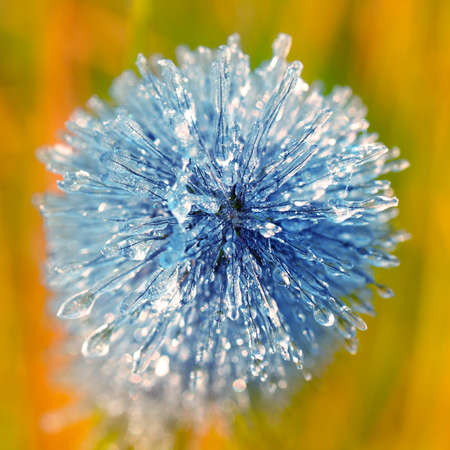 Morning frost on the grass. Hoarfrost on winter wheat crops. Damage to crops by early frosts. Autumn or spring background.の写真素材