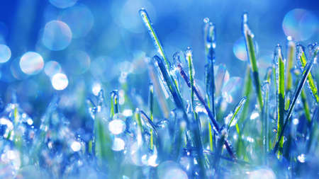 Morning frost on the grass. Hoarfrost on winter wheat crops. Damage to crops by early frosts. Autumn or spring background.の写真素材