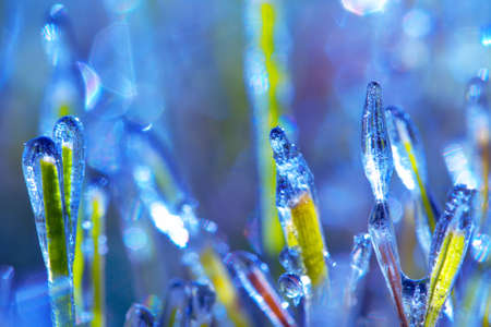 Morning frost on the grass. Hoarfrost on winter wheat crops. Damage to crops by early frosts. Autumn or spring background.の写真素材