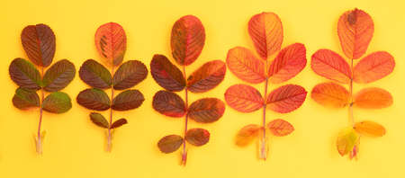 Frame with fallen yellow rose leaves on a orange background. Autumn composition top view.の写真素材