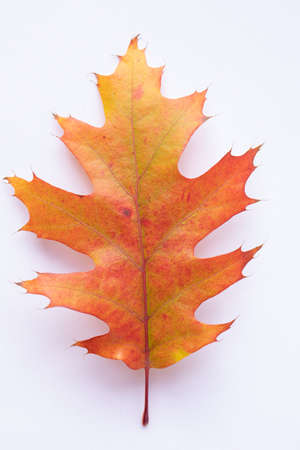 Yellow oak leaf isolated on a white background.の写真素材