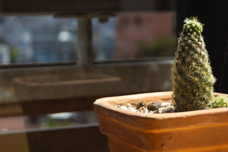 Cactus treeの写真素材