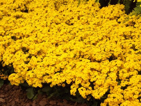 Yellow Flower