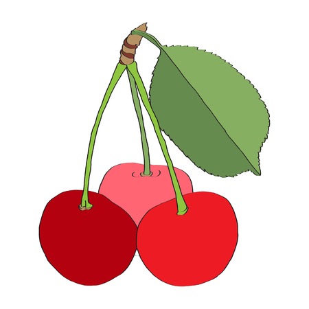 cherryのイラスト素材