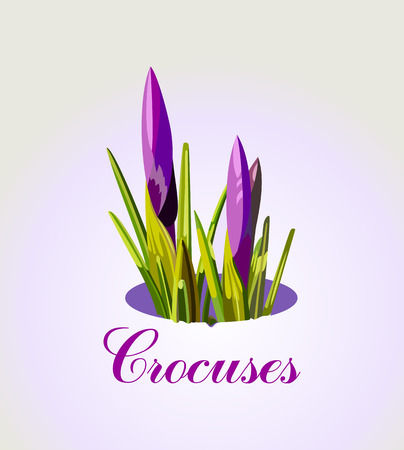 vector illustration crocus buds awakened early spring.のイラスト素材