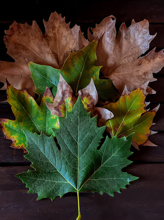 Autumn colored leaves. The drying process of drying from green and yellow to dry. Cycle, color