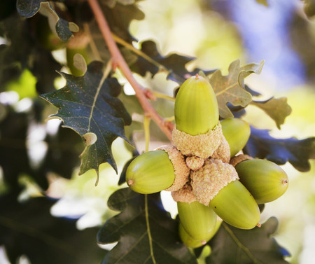 Acorn green fruits on the oak tree.の写真素材