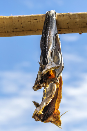 Close up Dried codfish Svolvaer Lofoten Norway.の写真素材