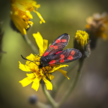Burnet moth (Zygaena purpuralis) on yellow flower in summer. A family of Lepidoptera. About 1,000 species.の写真素材
