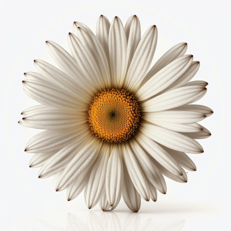 Ai generated illustration daisy flower isolated on whiteの素材