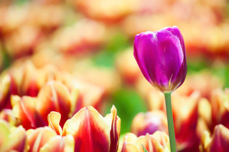 Pink tulipの写真素材