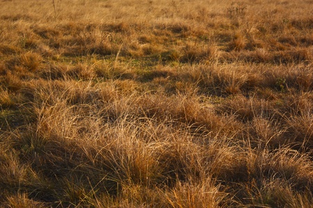 After harvest in Thailandの写真素材