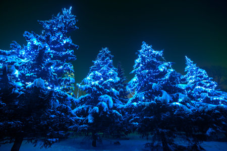 Snow covered Christmas tree lights in a winter forest by night. Huge fir trees with Christmas...