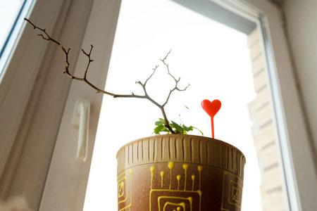 Sprout in a pot grown with heart canapes in the form of heart on the windowsill, spring, love. Waiting for spring concept.の写真素材