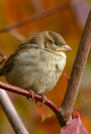 Sparrow perching on branch in the fallの写真素材