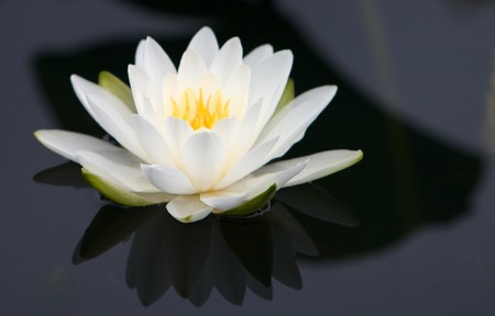 Waterlily with white petalsの写真素材