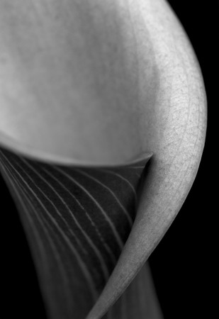 Pink calla lily (Zantedeschia rehmanii) in black and whiteの写真素材