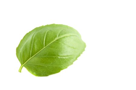 Basil Leaf - Ocimum basilicumの写真素材