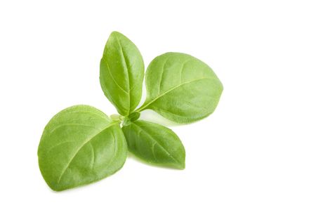 Basil Leavesの写真素材