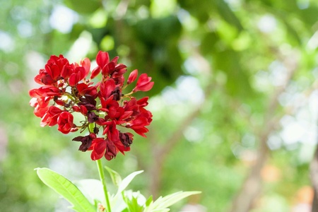 Red flower with green trees .の素材