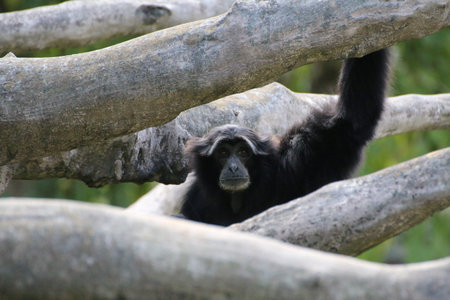 monkey