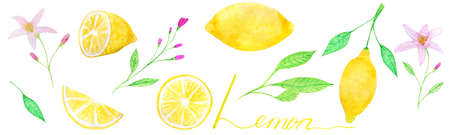 Bright watercolor set of juicy lemons handmadeの写真素材