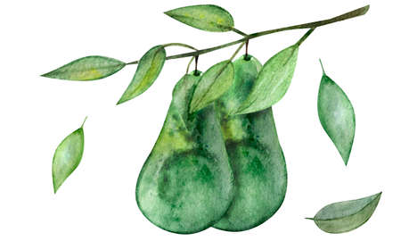 Watercolor clipart exotic fruit avocado hand drawn paintingの写真素材