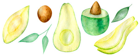 Watercolor clipart exotic fruit avocado hand drawn paintingの写真素材