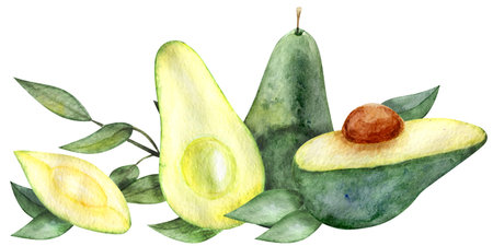 Watercolor clipart exotic fruit avocado hand drawn painting