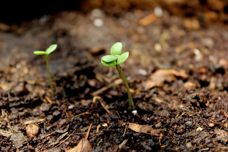 Marigold seedlings の写真素材